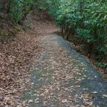 Paved Stretch of Rainbow Road Trail