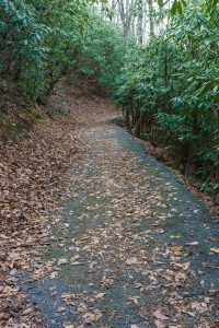 Paved Stretch of Rainbow Road Trail