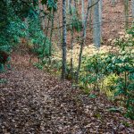 Late Fall Color on the Rainbow Road Trail