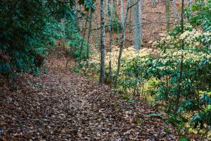 Late Fall Color on the Rainbow Road Trail