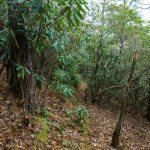 Twisty Rainbow Traverse Trail