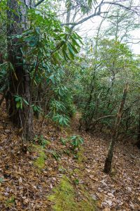 Twisty Rainbow Traverse Trail