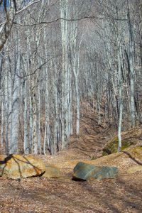 Bear Pen Trail Start