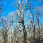 Big Ivy = Big Trees