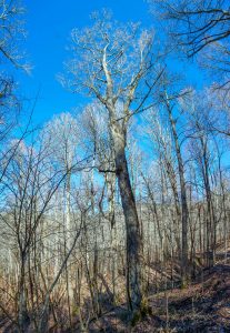 Big Ivy = Big Trees