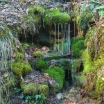 Mossy Tributary on the Staire Creek Trail