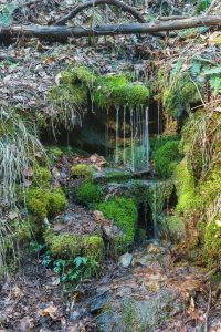 Mossy Tributary on the Staire Creek Trail