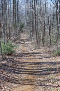 Upper End of the Staire Creek Trail