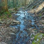 Wet Stretch of the Staire Creek Trail