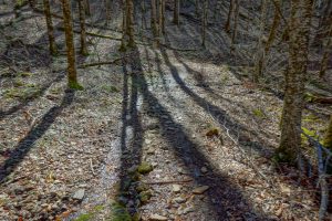 Emerging Sun on the Walker Creek Trail