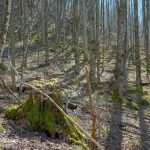 Mossy Stumps on the Walker Creek Trail