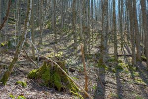 Mossy Stumps on the Walker Creek Trail