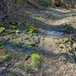 Mossy Wet Area on the Walker Creek Trail