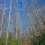 Tall Trees on the Walker Creek Trail