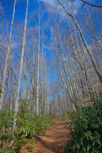 Tall Trees on the Walker Creek Trail