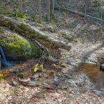 Tributary on the Walker Creek Trail