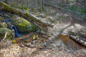 Tributary on the Walker Creek Trail