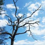 Dead Pine on the Chestnut Knob Trail