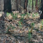 New Pine Seedlings Growing After Wildfire