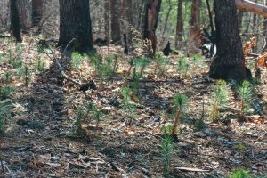 New Pine Seedlings Growing After Wildfire