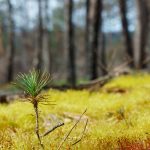 Pine Seedling in Moss