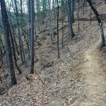 Chestnut Knob Trail Winds Along the Forested Slop