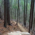 Ascending Steps in a Pine Forest