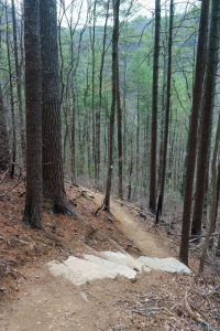 Ascending Steps in a Pine Forest