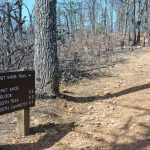 Chestnut Knob Trail Sign