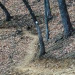 White Diamond Blaze on the Chestnut Knob Trail