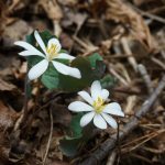 Bloodroot