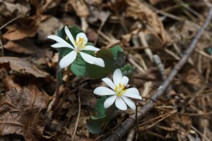 Bloodroot