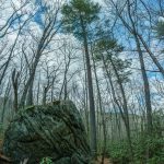 Big Rock and Tall Tree along the Linville River Trail