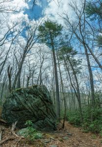 Big Rock and Tall Tree along the Linville River Trail