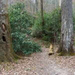 Pair of Big Trees on the Linville River Trail