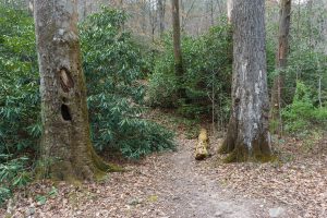 Pair of Big Trees on the Linville River Trail