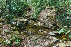 Linville River Trail at Pinch-In Trail