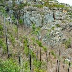 Dead Burnt Pines on the Pinch-In Trail