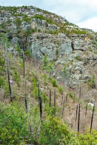 Dead Burnt Pines on the Pinch-In Trail