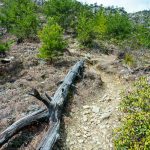 Dead Wood on the Pinch-In Trail