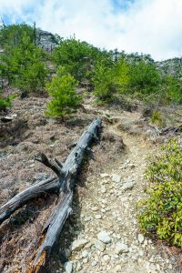 Dead Wood on the Pinch-In Trail