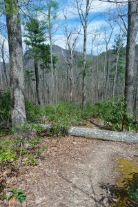 Flatter Trail Near the River