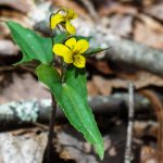 Halberdleaf Yellow Violet along the Pinch-In Trail