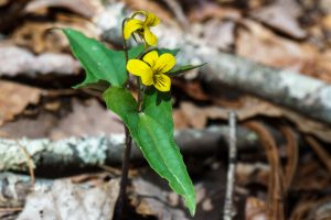 Halberdleaf Yellow Violet along the Pinch-In Trail