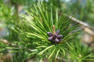 Pines have Flowers Too