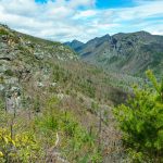 View Above the Pines