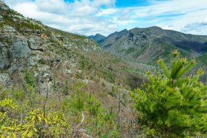 View Above the Pines