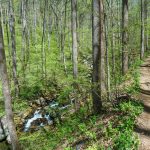 Daniel Ridge Loop Trail along Right Fork