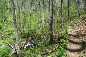 Daniel Ridge Loop Trail along Right Fork