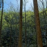 Bright Spring Green Foliage on the Daniel Ridge Loop Trail